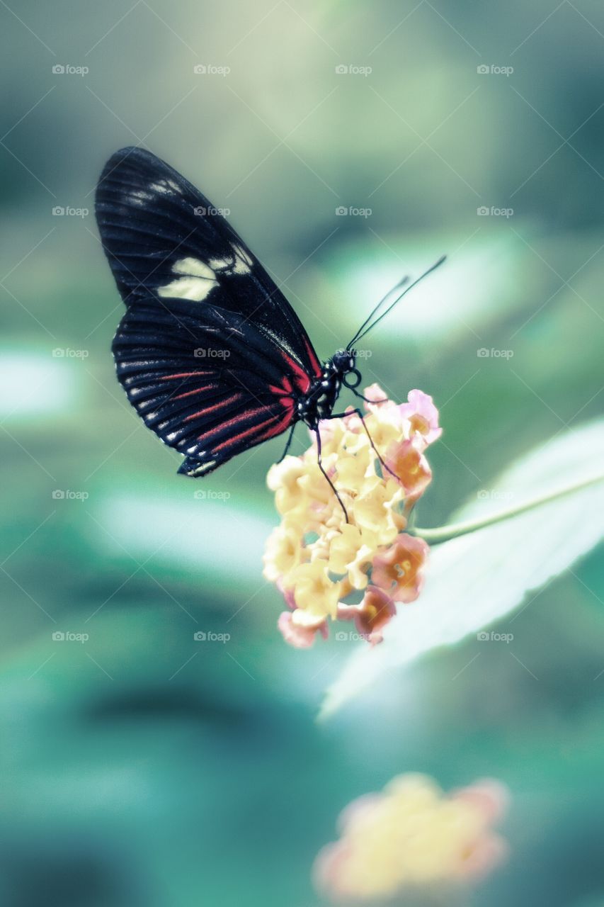 Butterfly on a flower