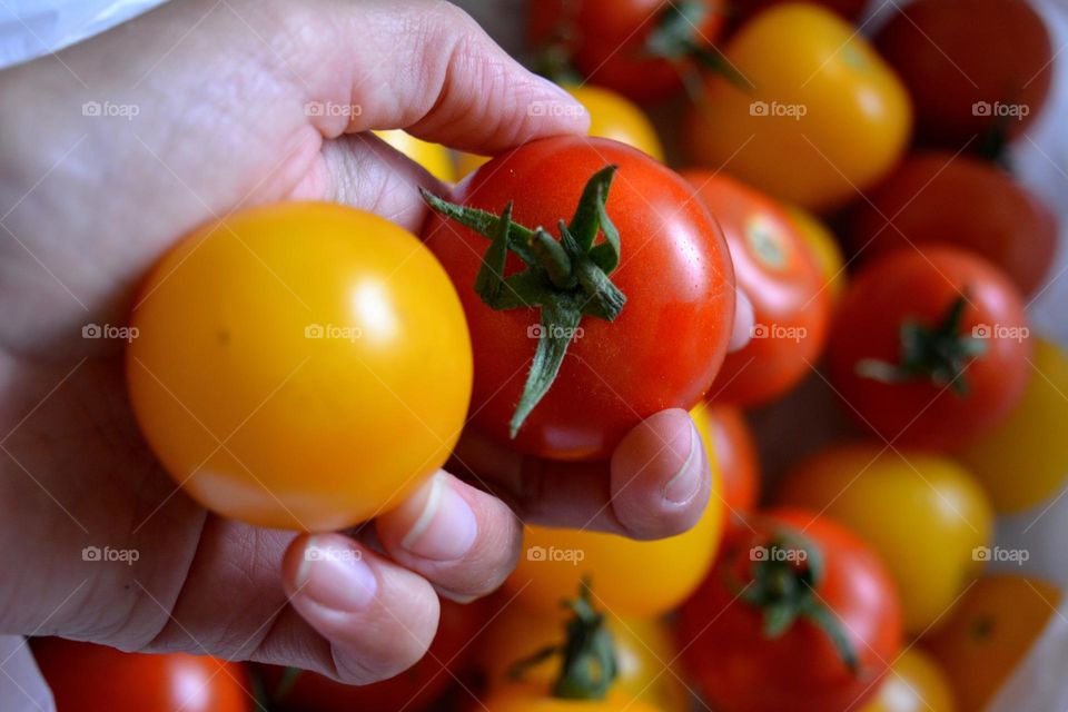 colour tomatoes in hand round beautiful texture