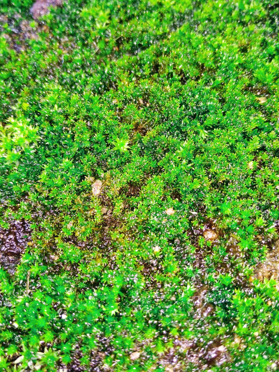 green moss on my terrace