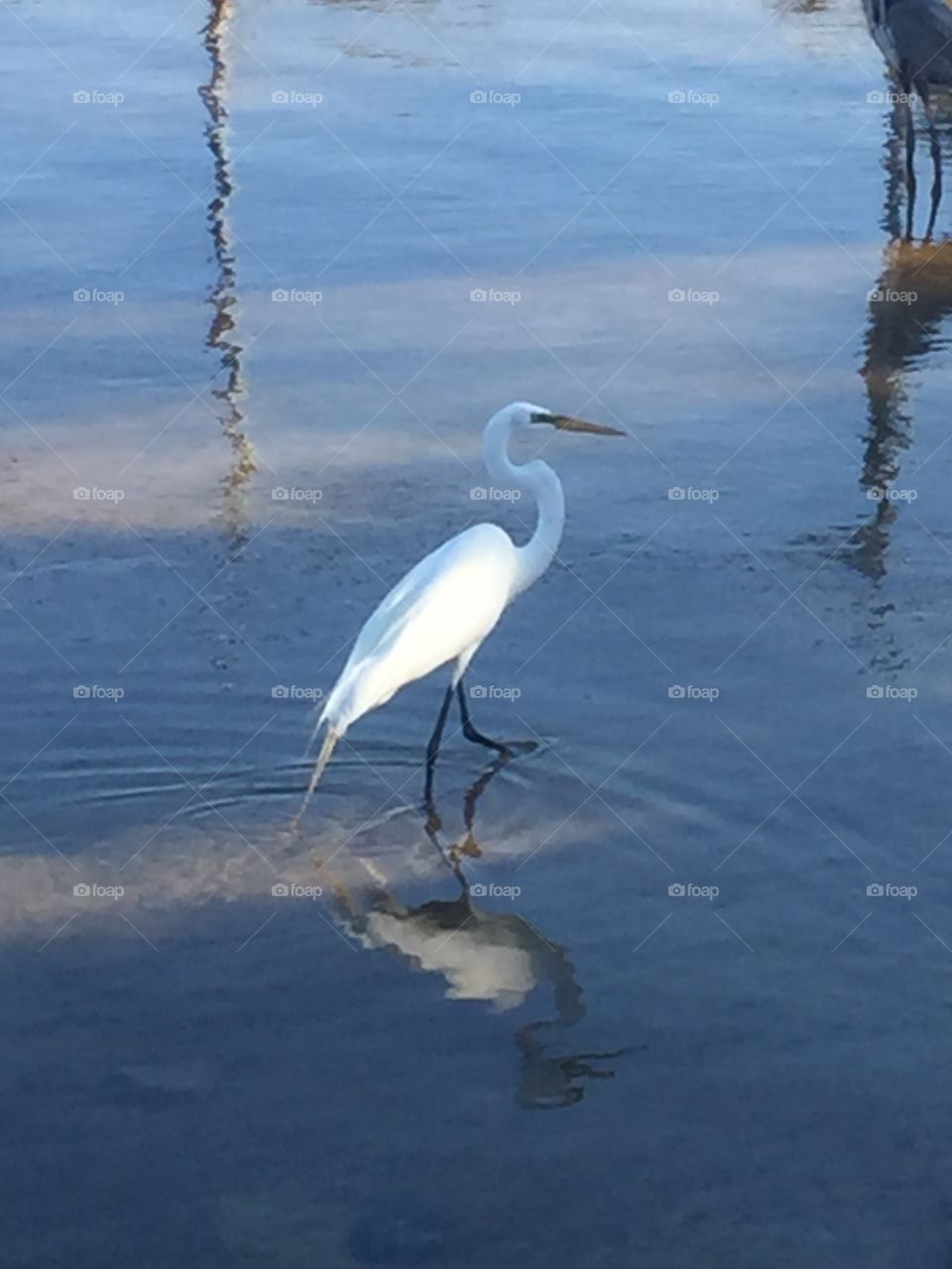 Bird in an Alabama Marsh