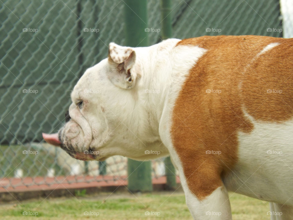 bulldog