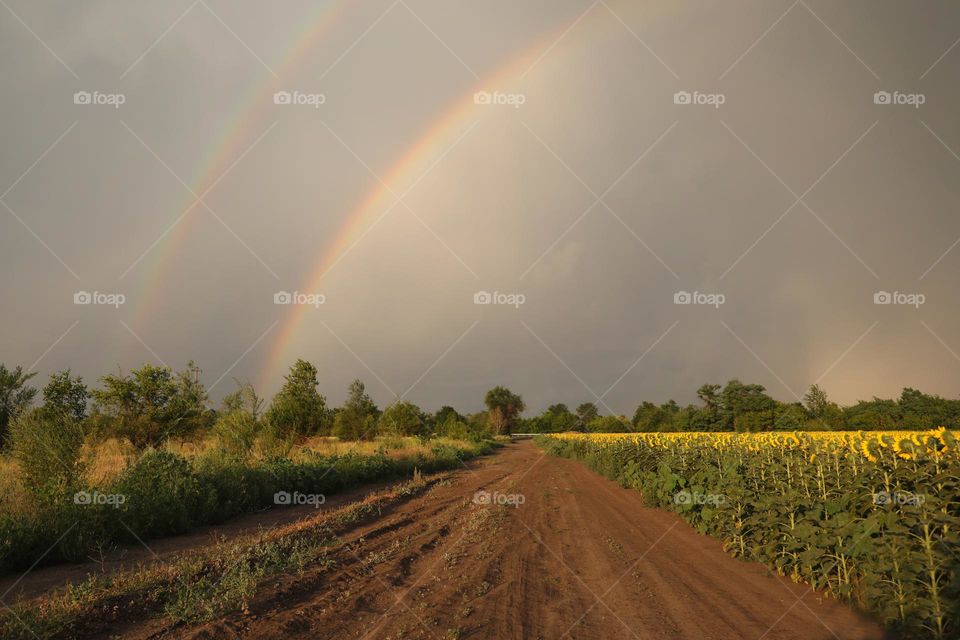 empty road between the fields of sunflowers with double rainbow