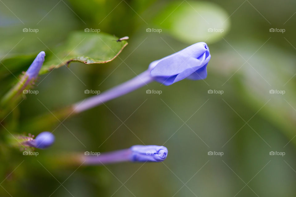 Spring is when new flowers are budding and unfolding. Image of purple flower buds opening up in spring. Closeup image.