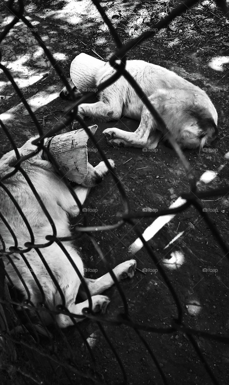 Waiting for the food