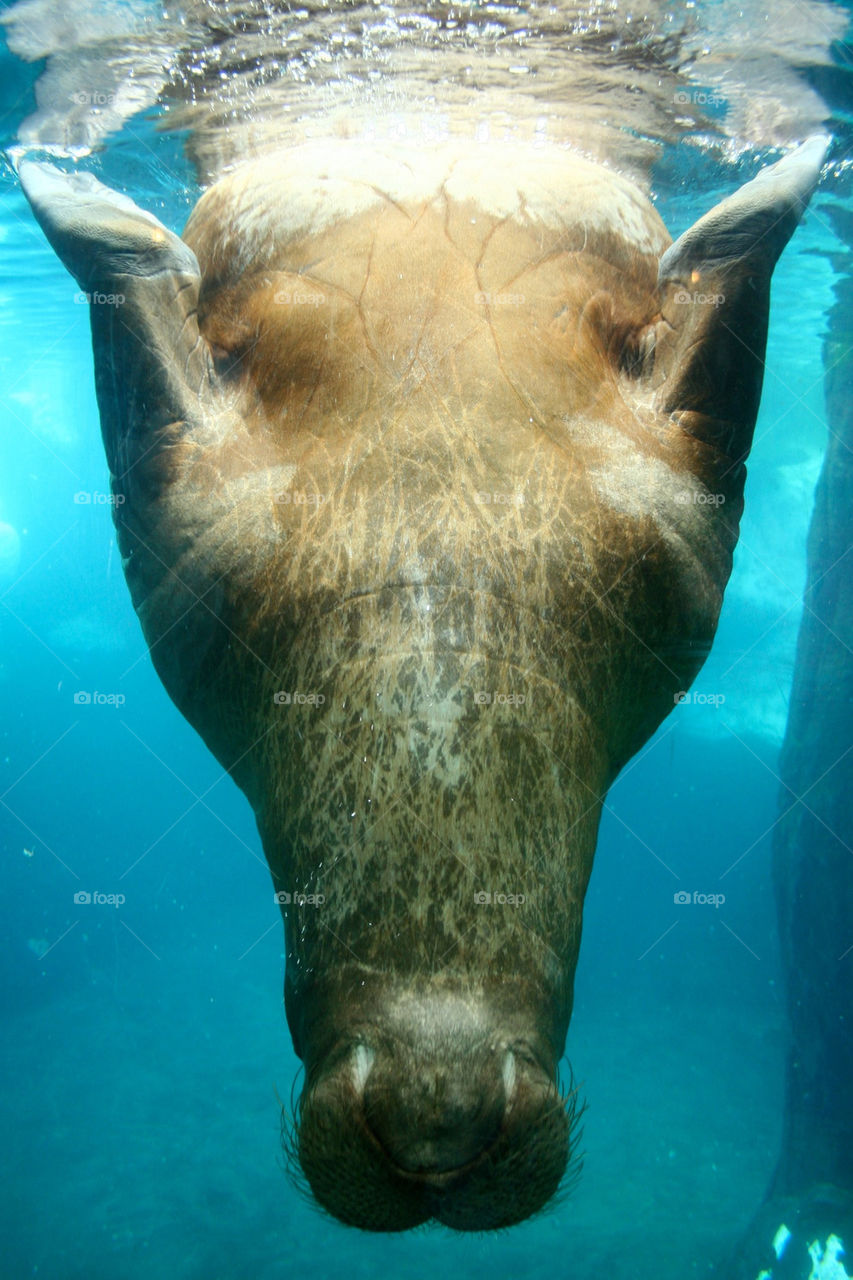 ocean teeth animal mammals by lmtrent