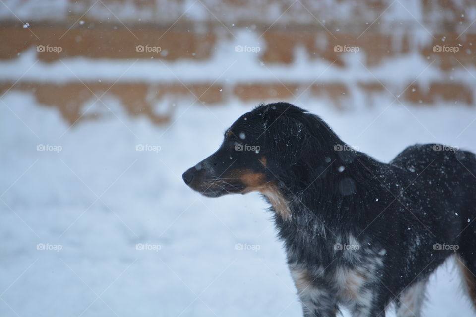 Young aussie puppy staring off into the distance during a light snowfall in the winter time.