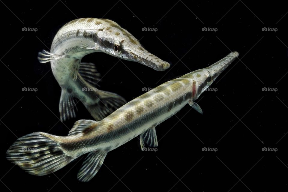 a pair of florida gar