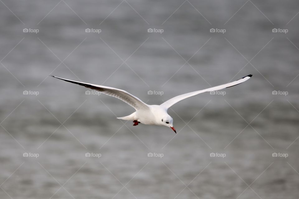 seagull in flight