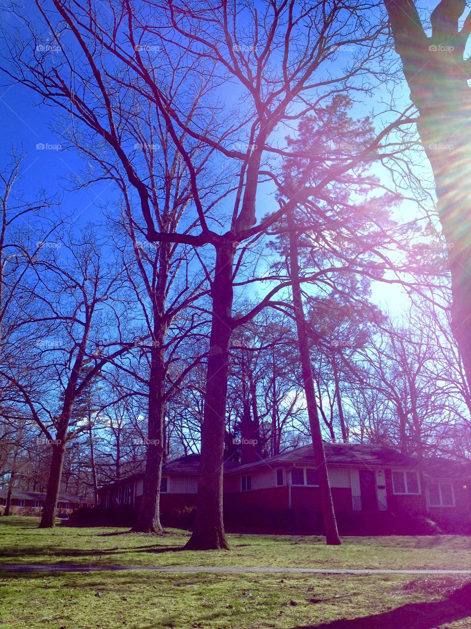 Blue Sky High Tree. Tree rise and blue sky with ray of light in Chapel Hill...