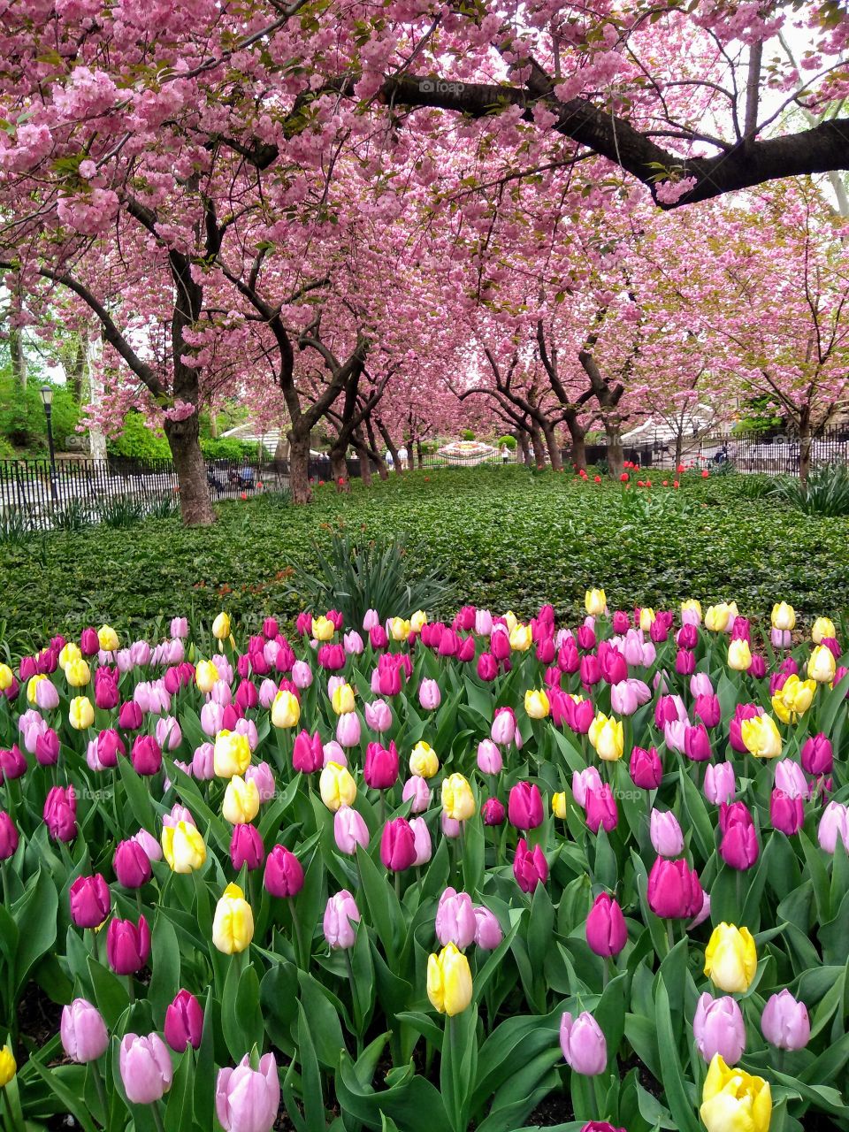 NYC Park Flowering Trees and Tulips
