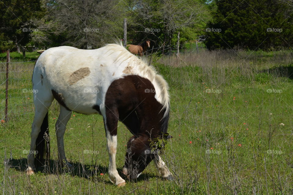 Horse that's white and brown I saw eating grass on our farm in Maysfield Texas 