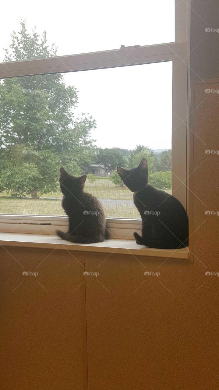 Kittens looking out the window