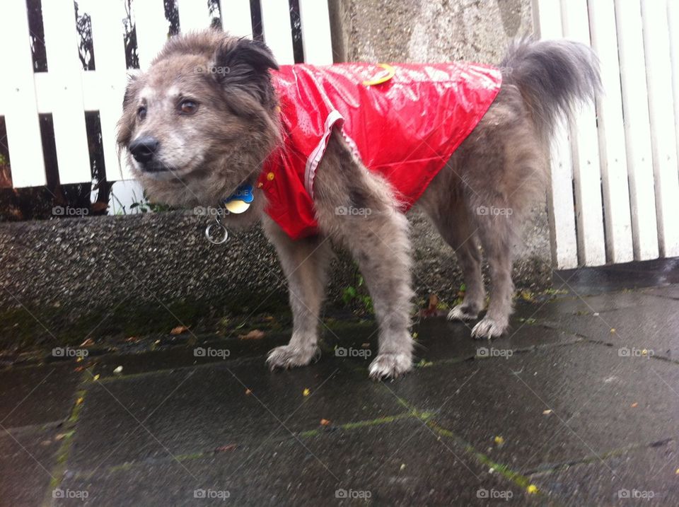 Dog in her raincoat