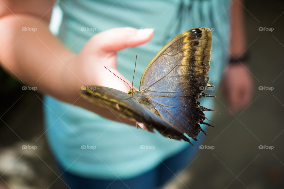 Very Large Butterfly on a Young Child’s Hand