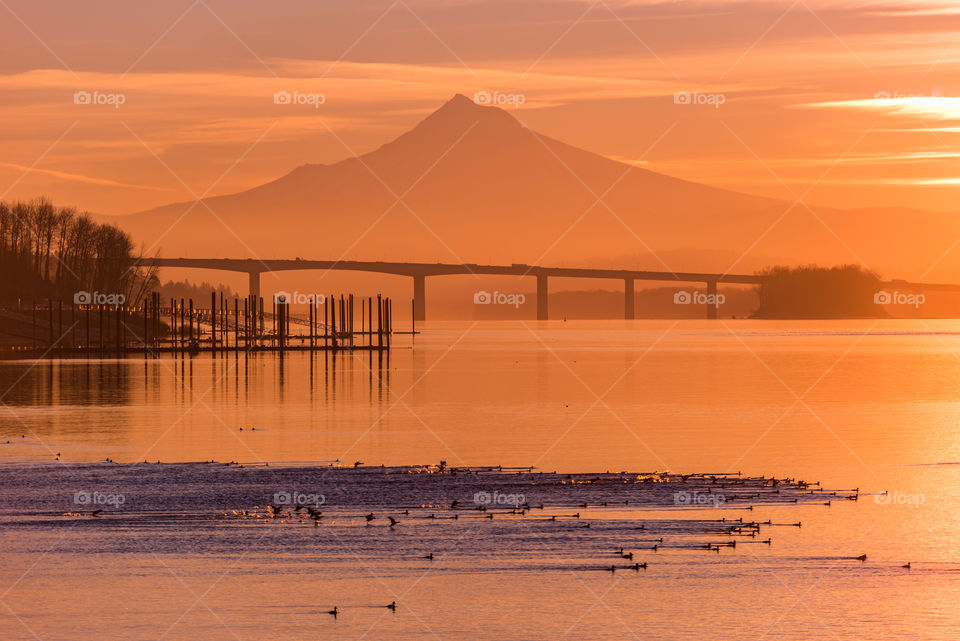 Ducks at sunrise on the Columbia River under Mt Hood