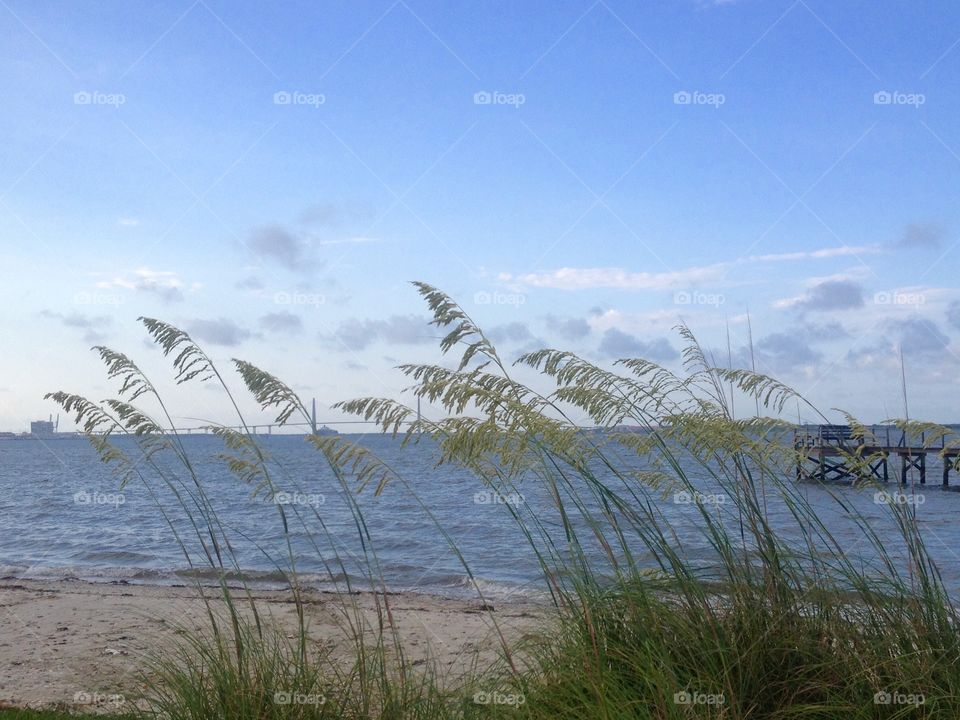 Harbor view. Sea oats in the breeze 