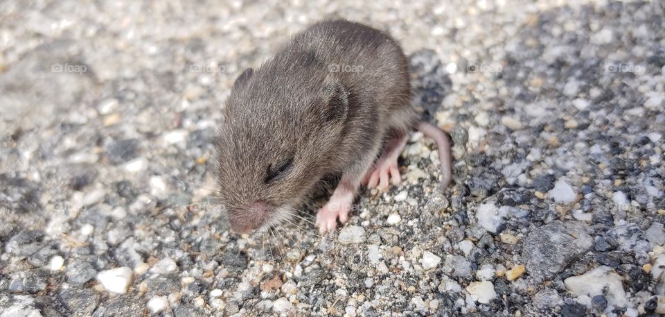 baby mouse