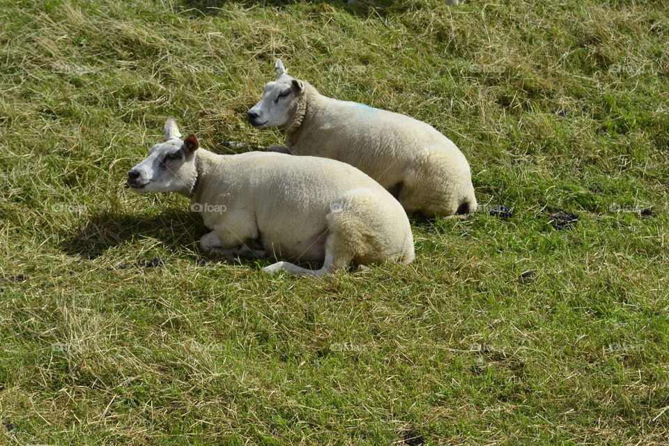 Sheep. Two sheep resting