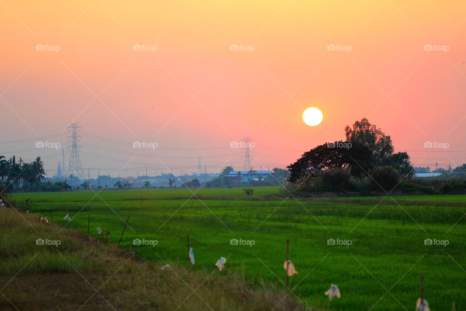 rice field evening