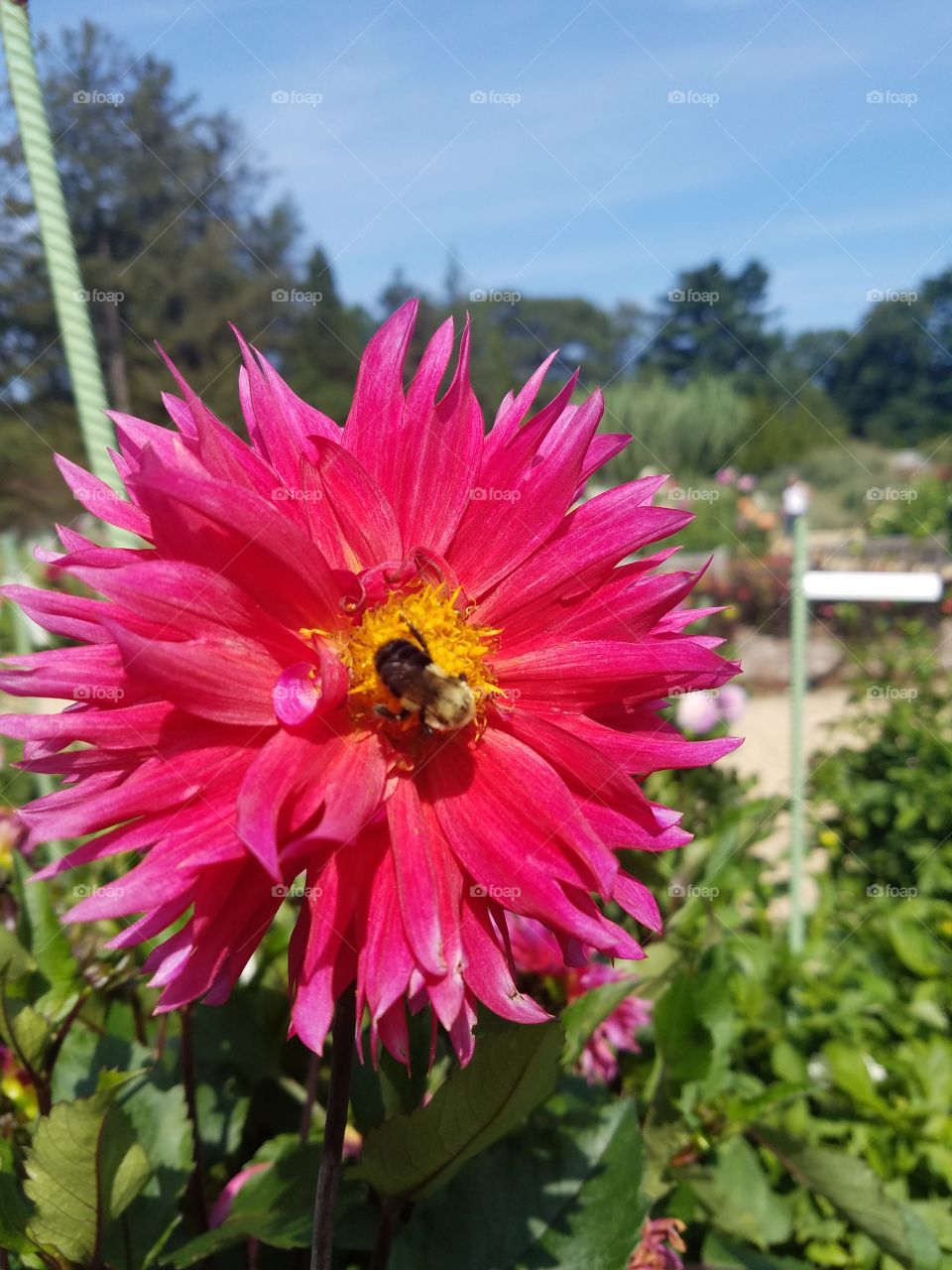 Planting Fields Arboretum State Park, Oyster Bay, NY - August 2017 - Taken on Android Phone - Galaxy S7 - Exploring the Grounds on a Lazy Sunday near the end of Summer