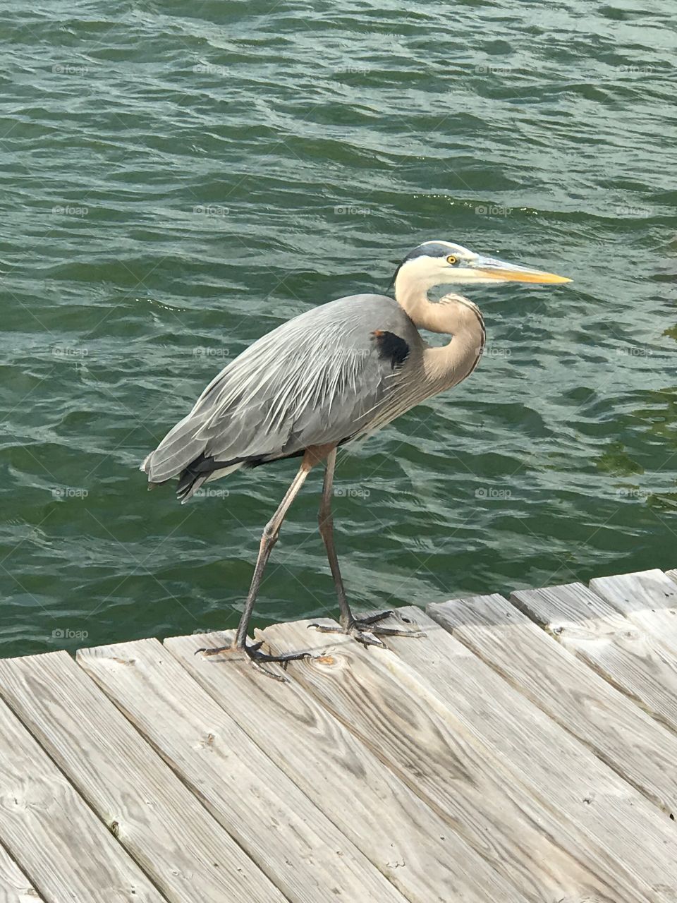 Blue heron 