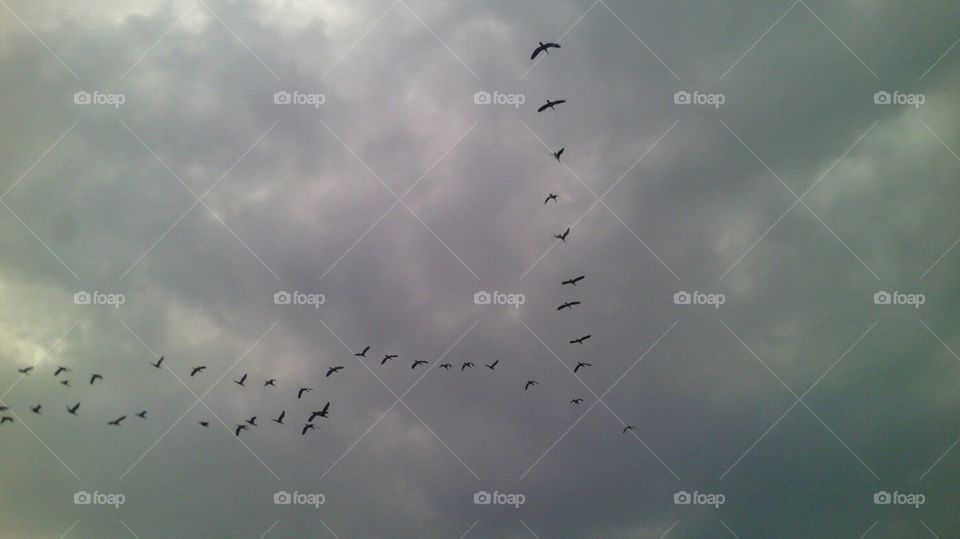 birds in sky