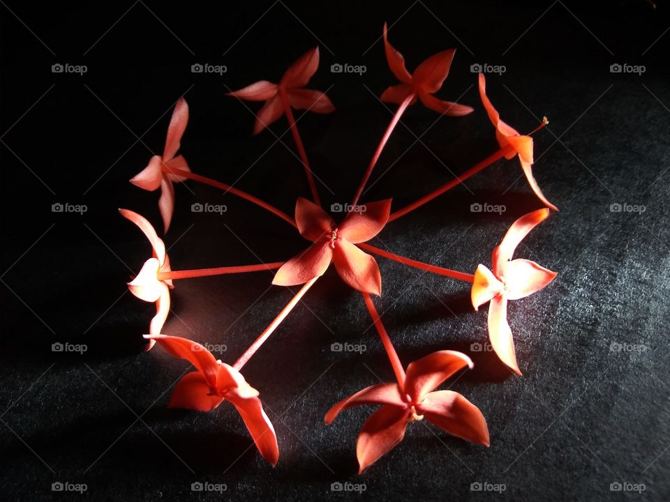 These small red flowers are just right to show off the power of even simple flowers!