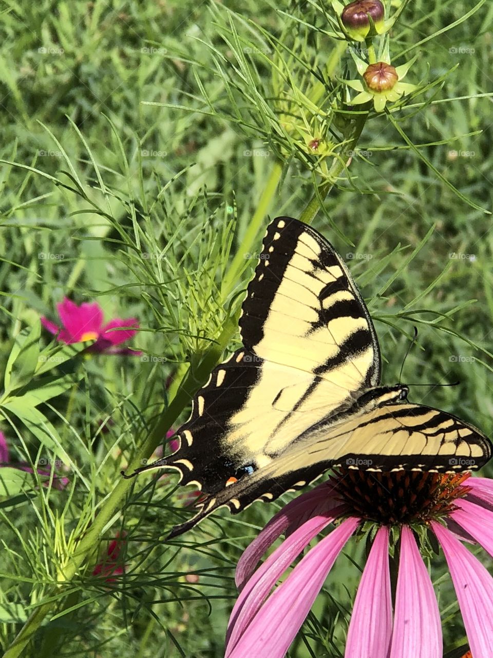 Butterfly resting on wildflower!