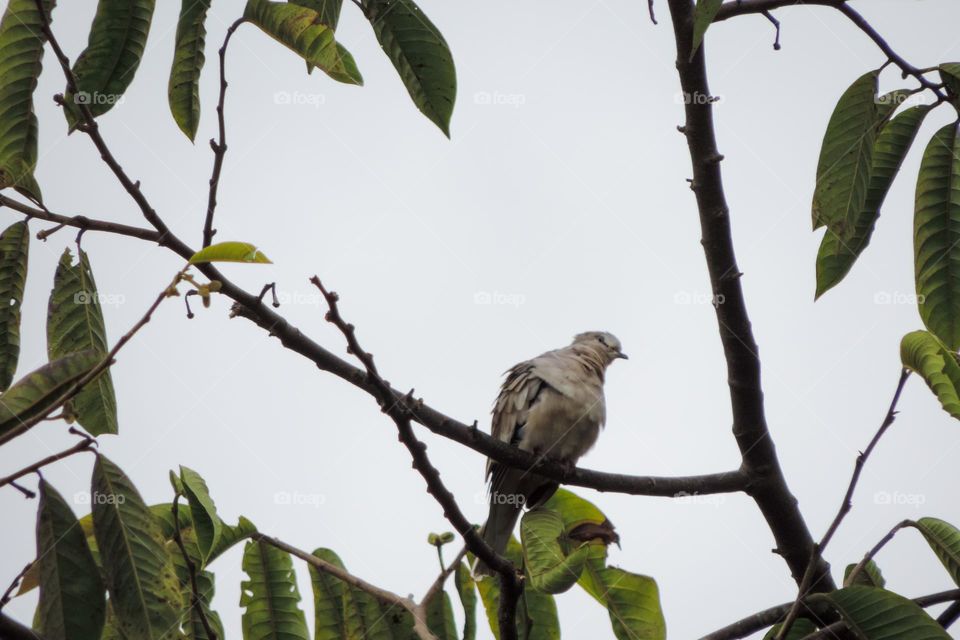 Arrepiada rolinha cinzenta