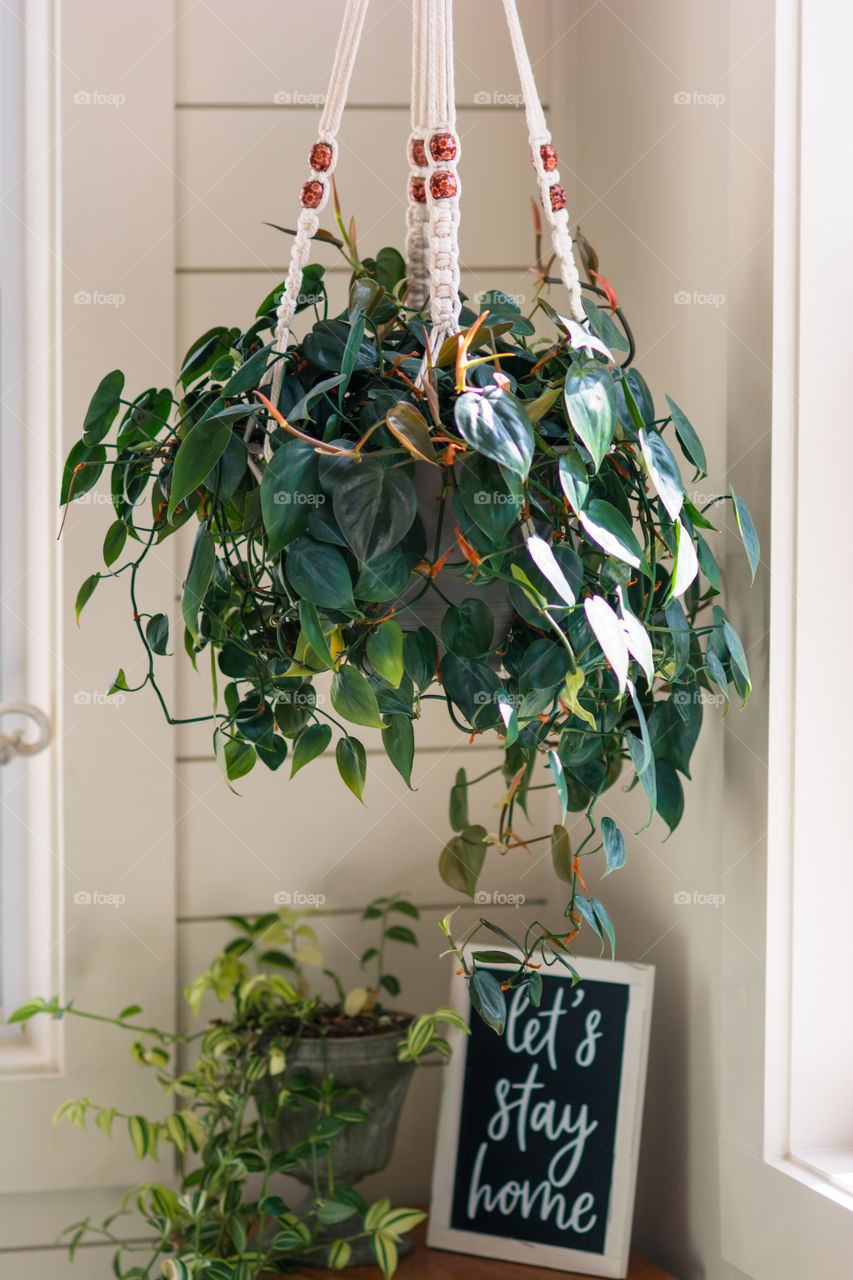 Heart Leaf Philodendron in Macrame Hanging Pot