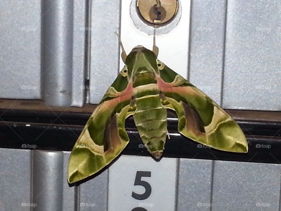 Camouflage Moth