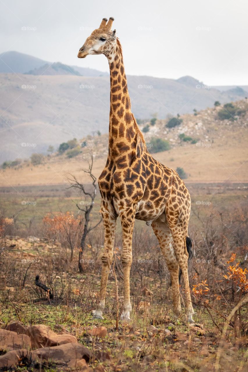 the giraffe