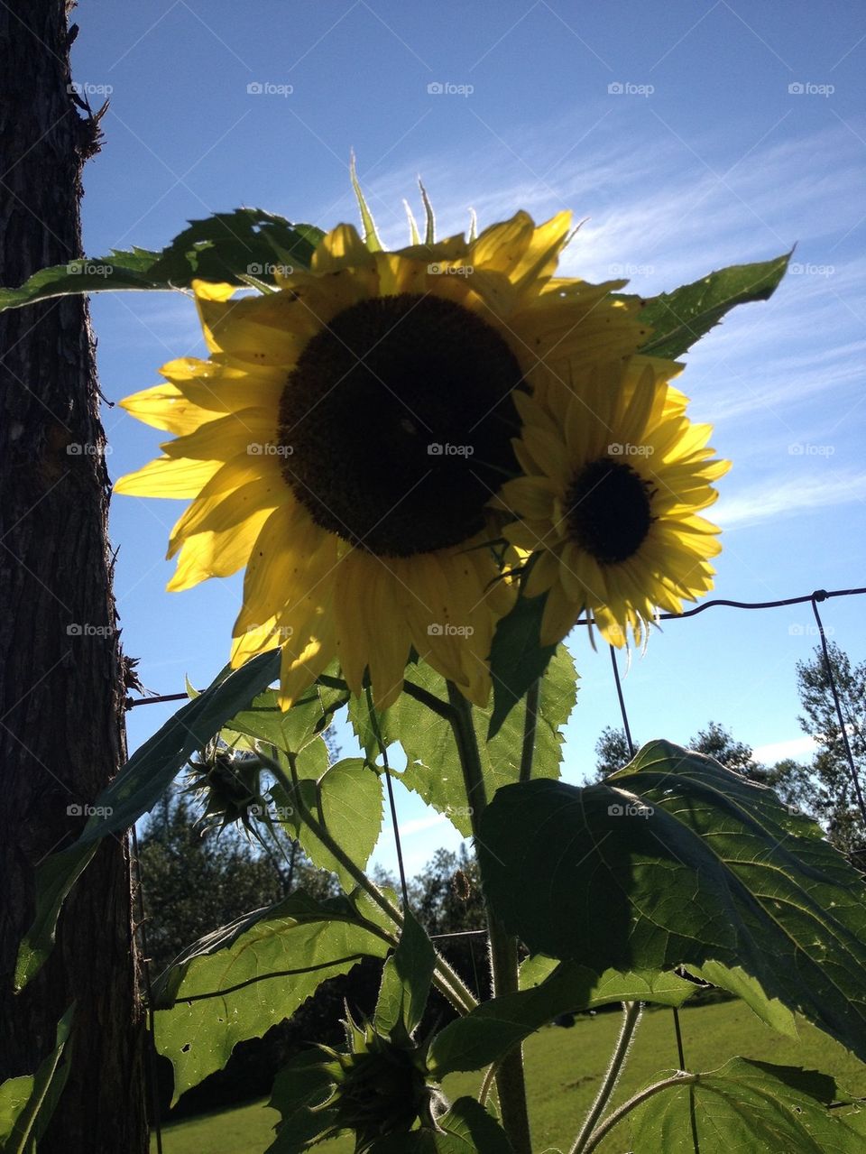 Sunshine and sunflowers 