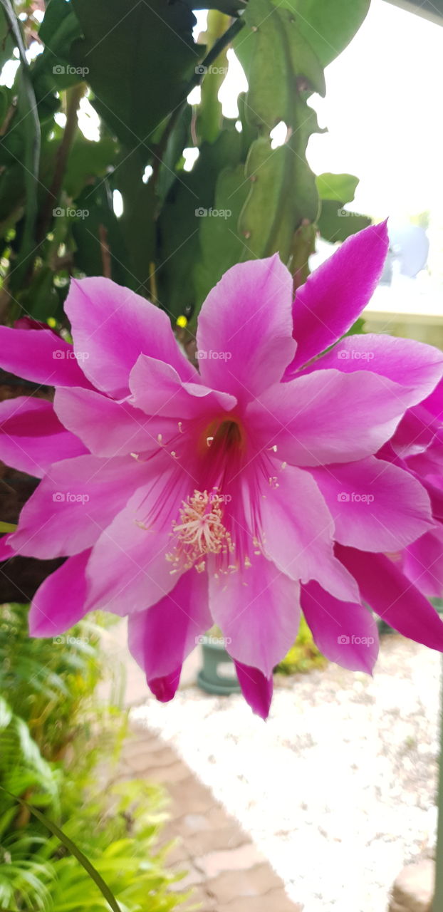 Lobster Claw flower