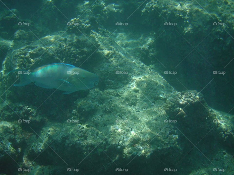 Fish and coral of Hanauma Bay. 