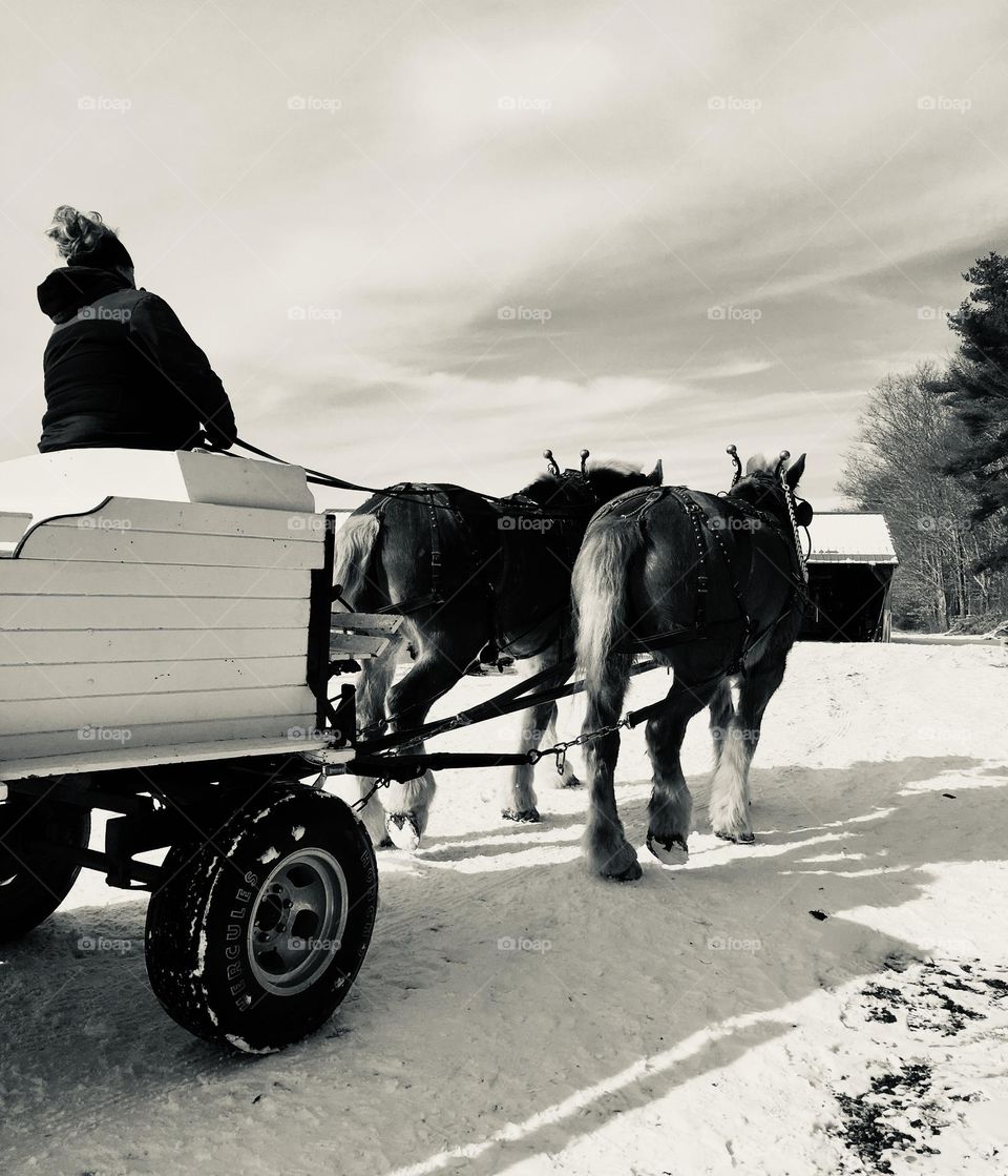 Two majestic Clydesdale horses stand side by side, pulling a large wooden wagon through a serene, snow-covered landscape in a remote section of Maine. The scene evokes a sense of old-world charm and natural beauty.