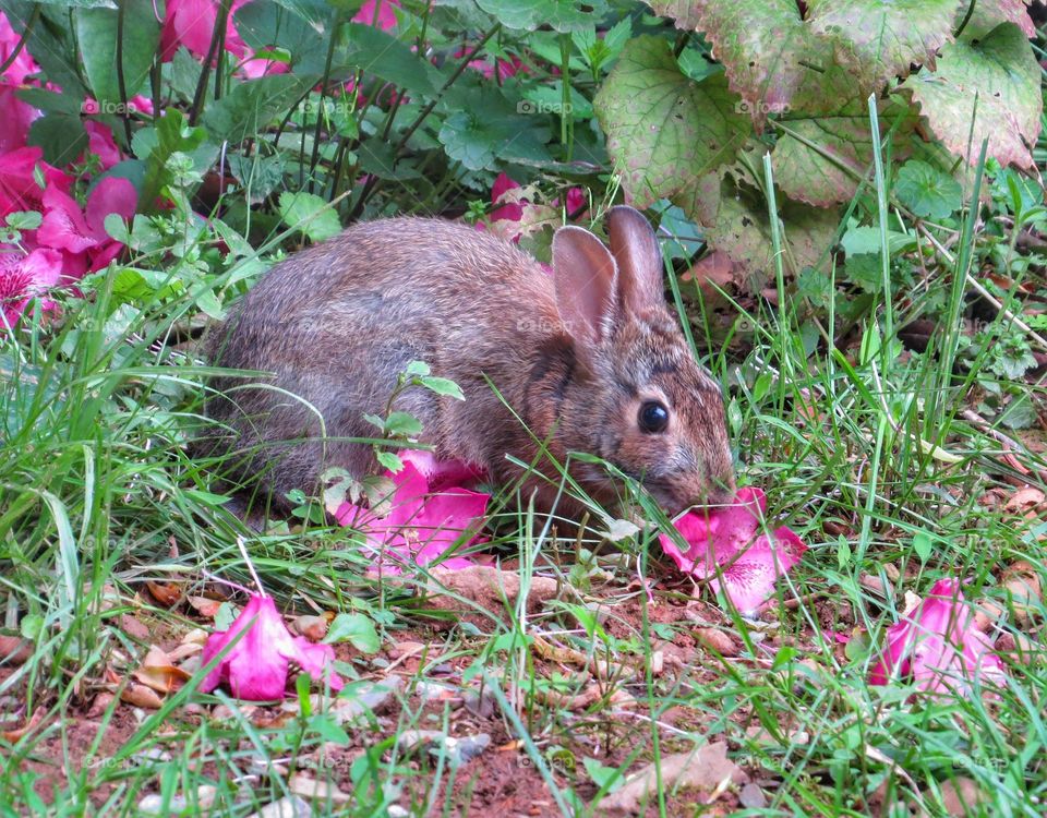 Backyard bunny eating a flower