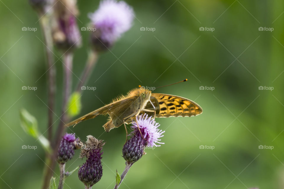 Orange butterfly ready to fly 