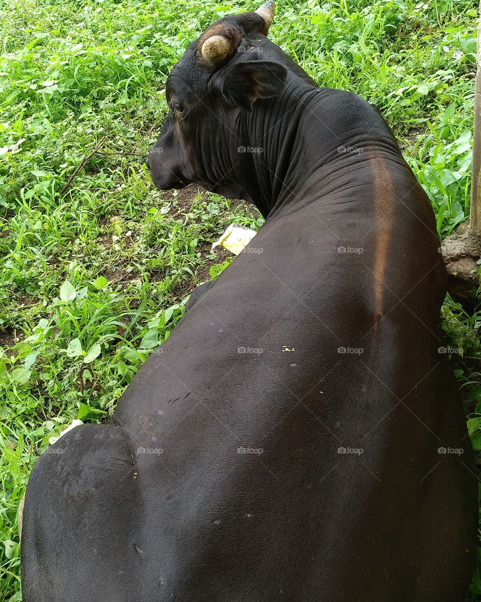 a bull lying on grass.