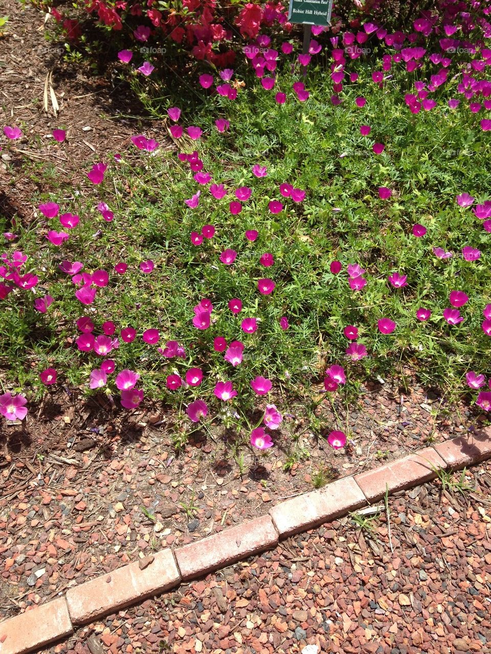 native azaleas