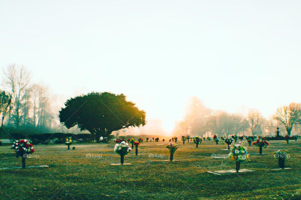 The sunrises above the horizon of trees in a beautiful cemetery. A gorgeous, large tree sits among all the gravestones.