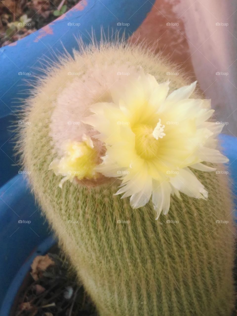 flor cactus