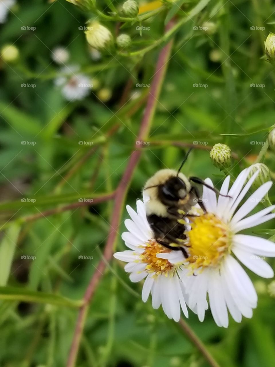 Yellow.....black.....buzz