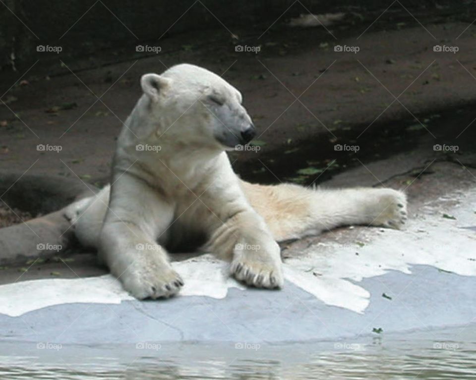 Polar Bear hanging out