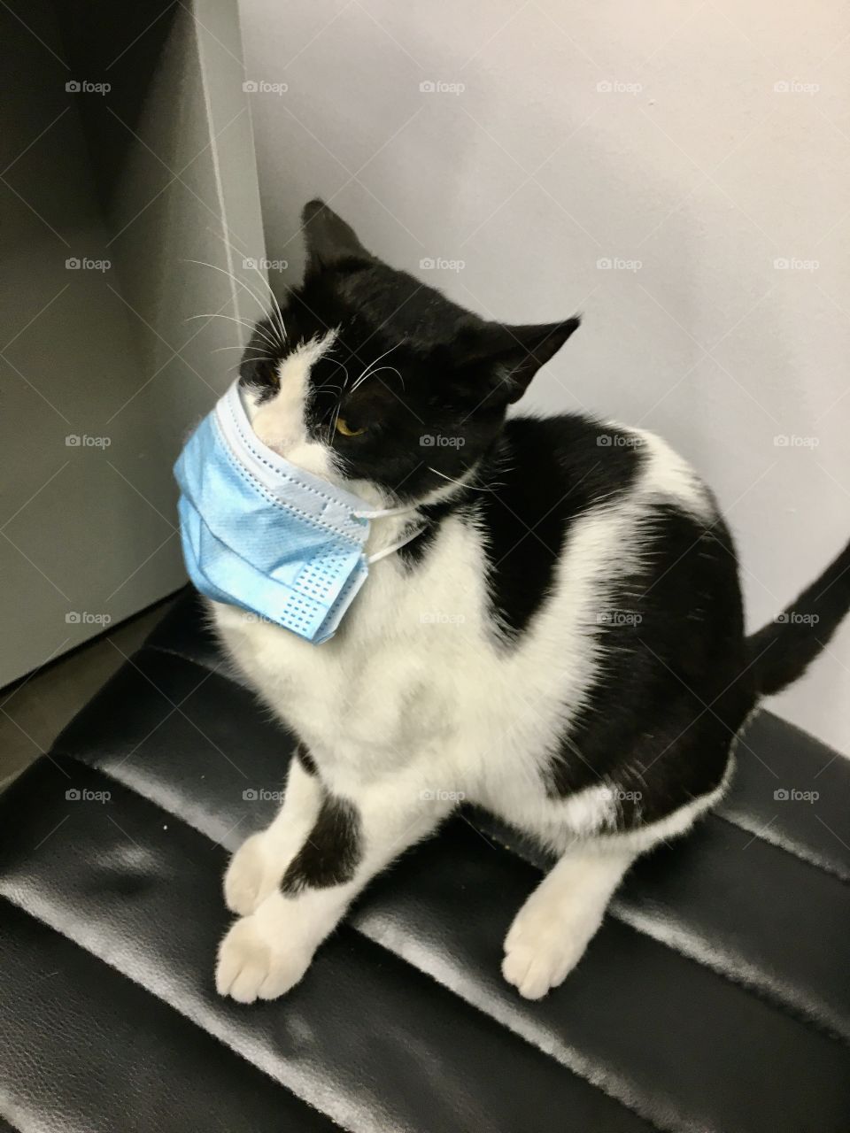 A cat protects against corona virus