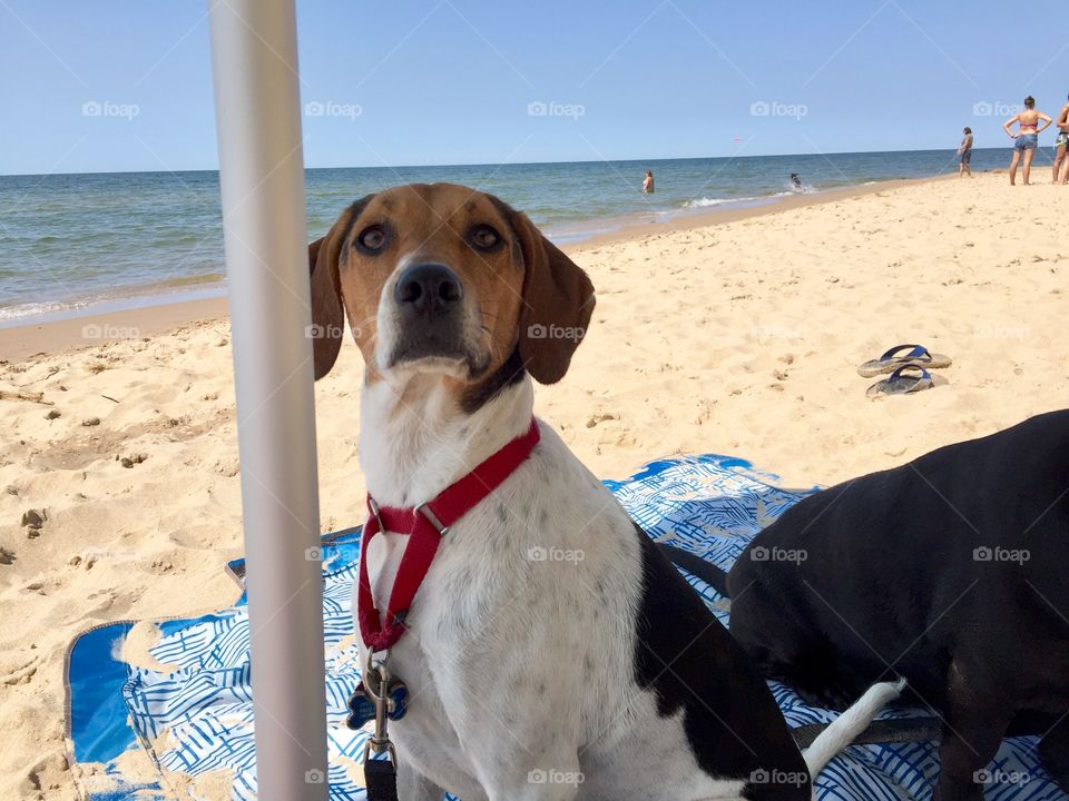 Dixie at the dig beach in west olive, mi