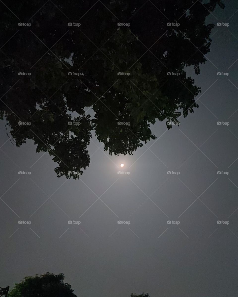 beautiful night with moon