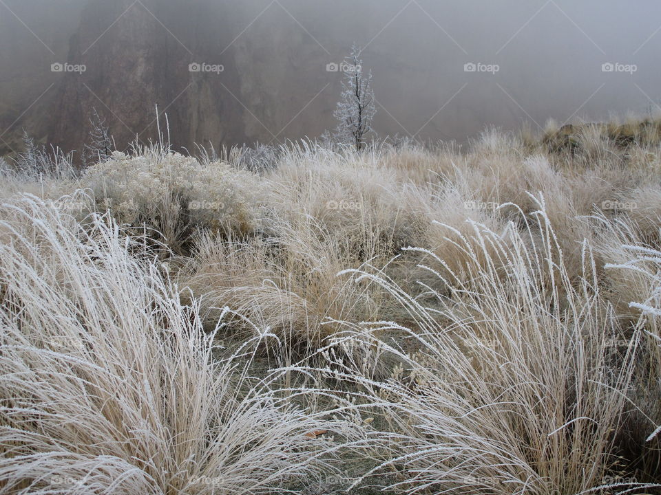 Stunningly beautiful frost on wild grasses and trees on a cold winter morning in Central Oregon. 