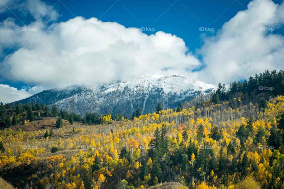Autumn trees with snowy mountain