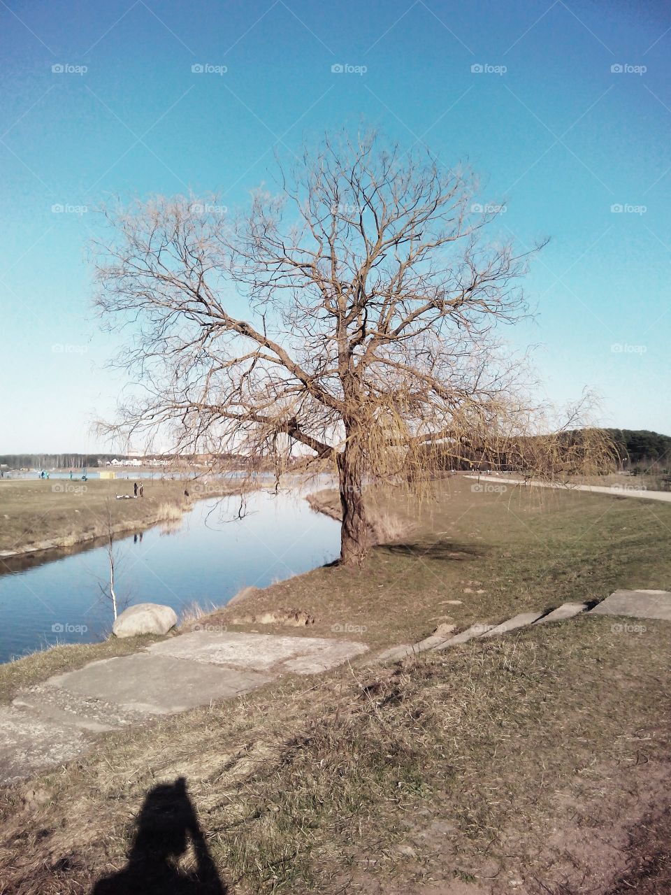 Landscape, No Person, Water, Tree, Nature